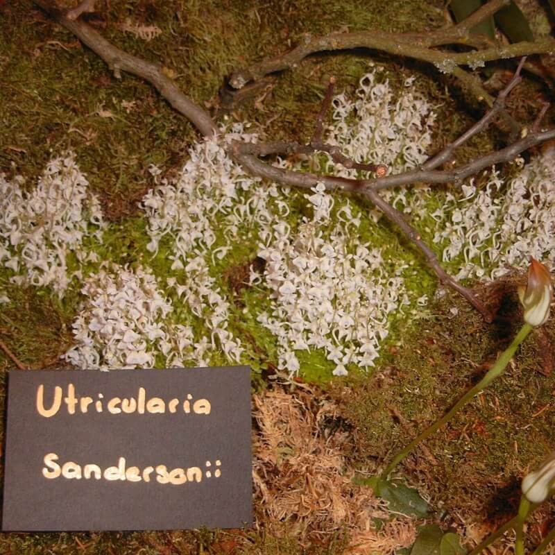 Utricularia sandersonii in botanical garden