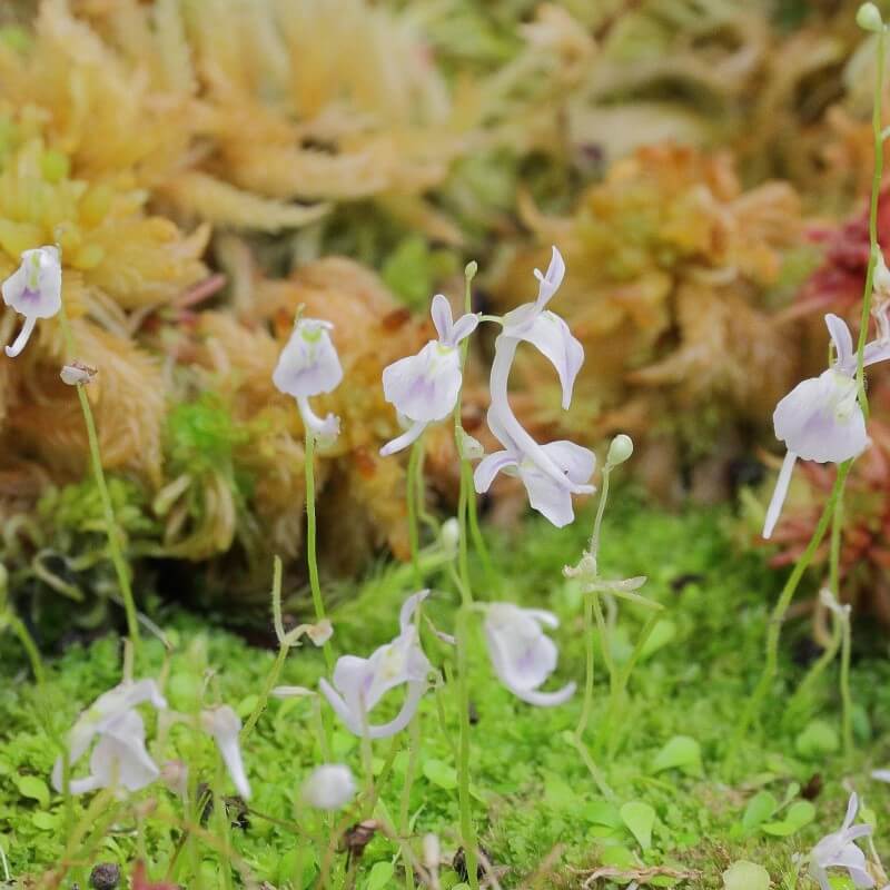 Utricularia sandersonii producing multiple flowering scapes, each with several white rabbit-ear flowers, demonstrating its abundant floral display