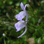 Side view close-up of Utricularia sandersonii flower highlighting its delicate rabbit-ear shape and yellow center, a small tropical carnivorous bladderwort