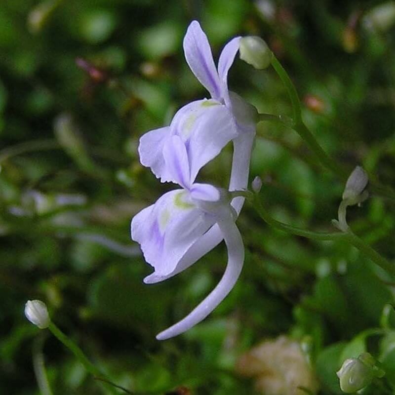 Side view close-up of Utricularia sandersonii flower highlighting its delicate rabbit-ear shape and yellow center, a small tropical carnivorous bladderwort