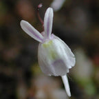 Front view close-up of Utricularia sandersonii flower showing white petals resembling rabbit ears with yellow center, a small tropical carnivorous bladderwort