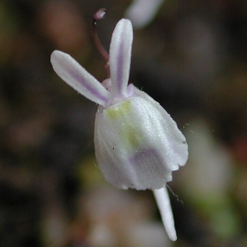 Front view close-up of Utricularia sandersonii flower showing white petals resembling rabbit ears with yellow center, a small tropical carnivorous bladderwort