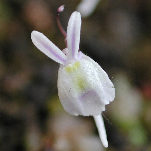 Front view close-up of Utricularia sandersonii flower showing white petals resembling rabbit ears with yellow center, a small tropical carnivorous bladderwort
