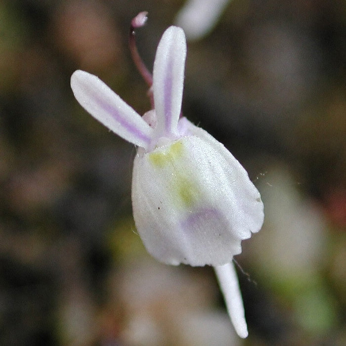 Utricularia sandersonii