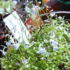 Typical flower scape of Utricularia sandersonii