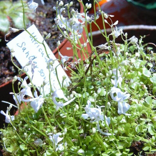 Typical flower scape of Utricularia sandersonii