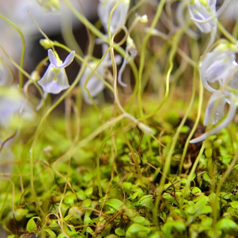Zoomed in shot of Utricularia sandersonii