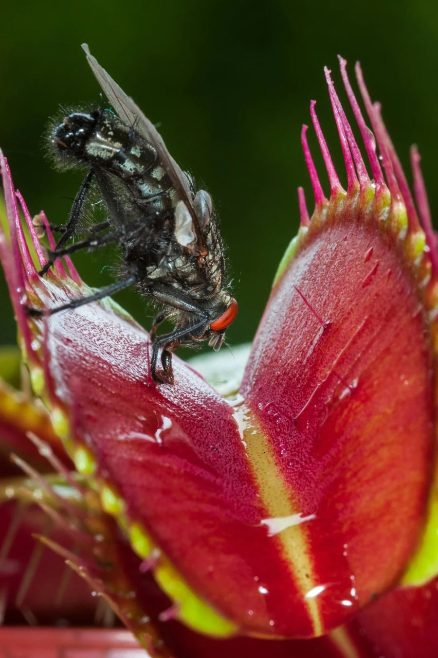 One touch: A fly brushes a trigger hair. Nothing happens until it touches another.