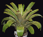 Mature Vriesea fenestralis bromeliad with wide, banded green leaves on a black background