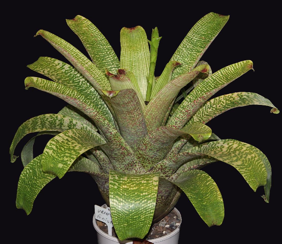 Mature Vriesea fenestralis bromeliad with wide, banded green leaves on a black background