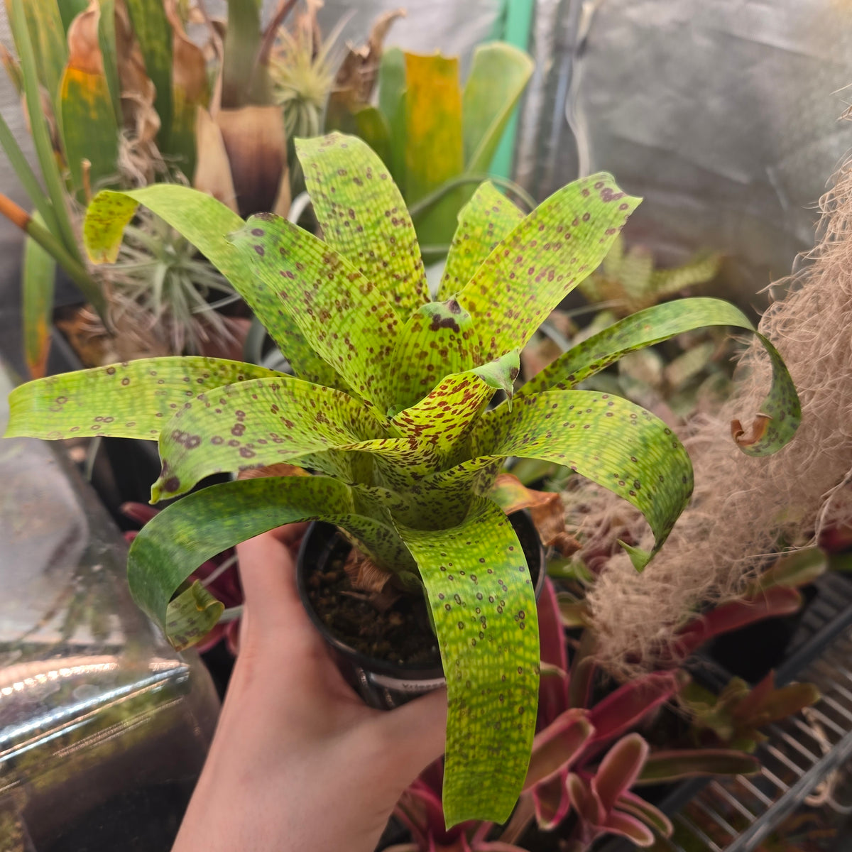 Vriesea fenestralis bromeliad held in its pot, glossy lime-green leaves with dark speckling