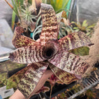 Vriesea fosteriana 'Red Chestnut' bromeliad seen from above, dark red leaves with pale geometric banding