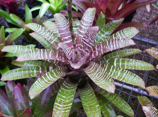 Mature Vriesea fosteriana 'Red Chestnut' bromeliad with red-maroon and white banded leaves