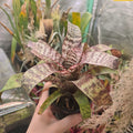 Vriesea fosteriana 'Red Chestnut' bromeliad held in its pot, maroon leaves with cream bands