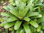 Large Vriesea hieroglyphica bromeliad with bright green leaves crossed by dark bands