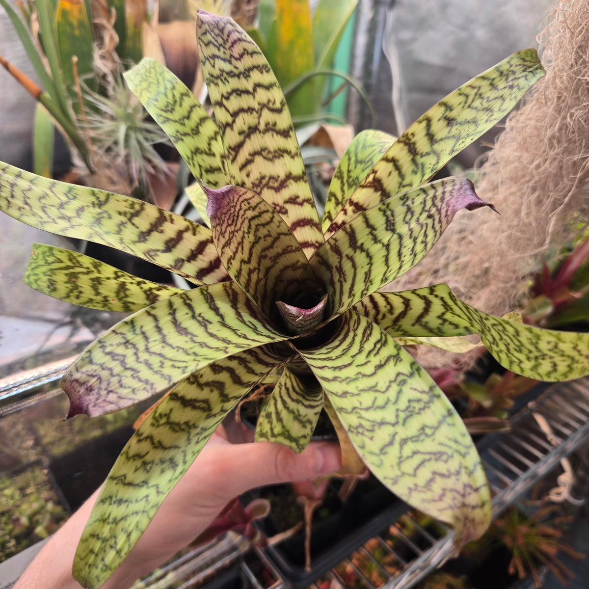 Vriesea hieroglyphica bromeliad seen from above, light green leaves with dark zigzag bands