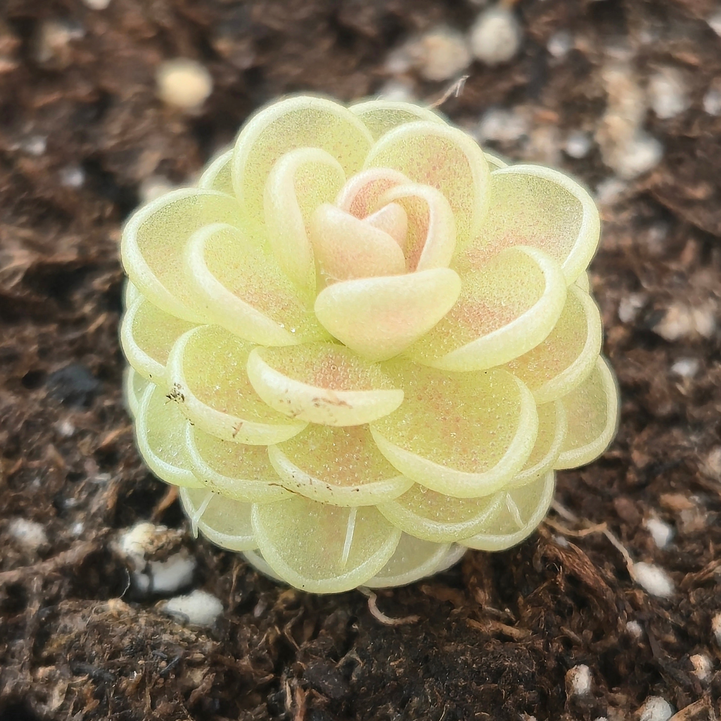 Pinguicula "Yucca Do 1713"