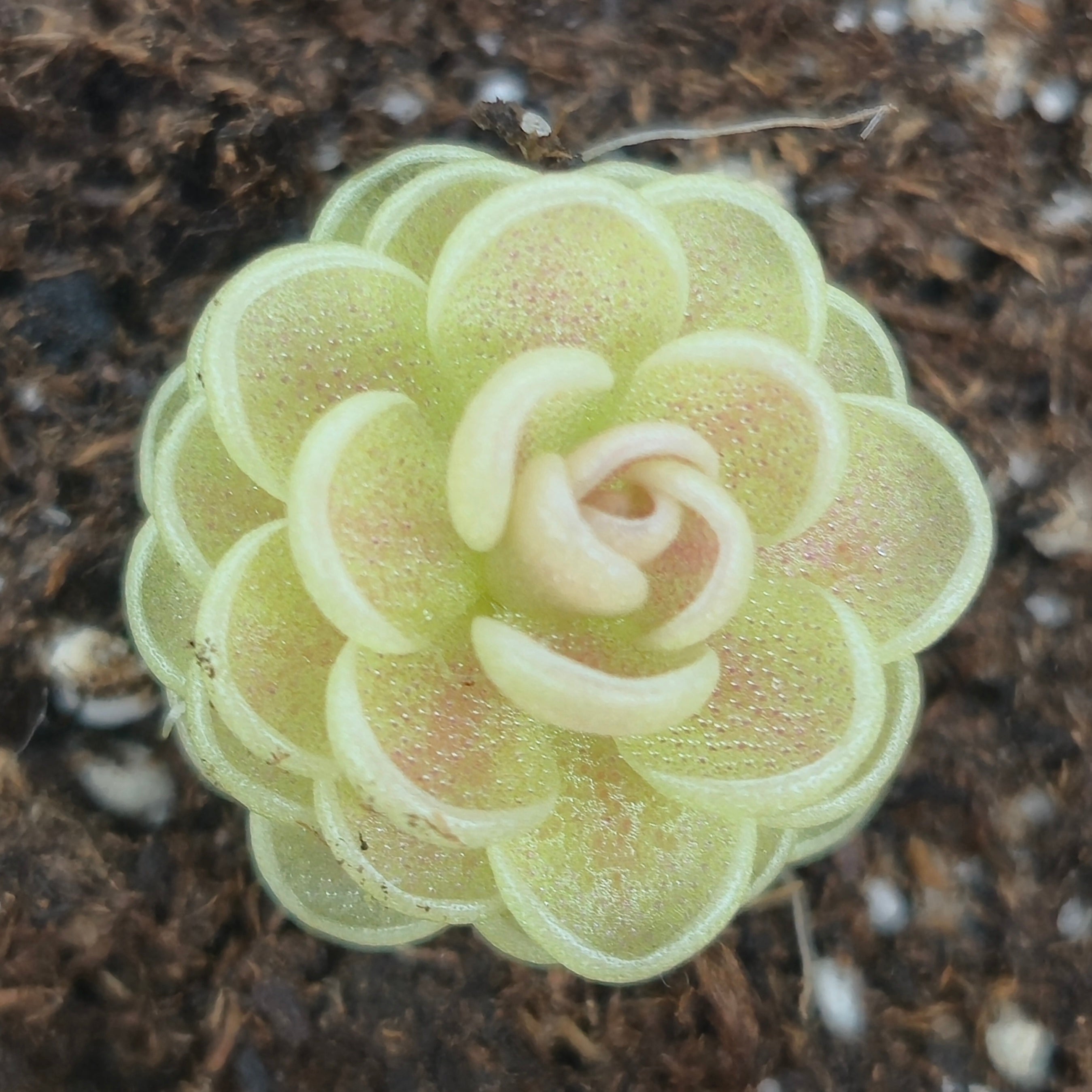 Pinguicula "Yucca Do 1713"